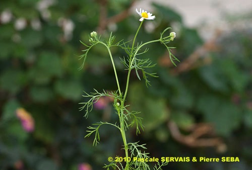 Camomille (Chamomilla recutita) - Lexique des plantes : Plantes médicinales  & herbes 