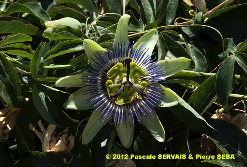 Passiflora  Le Peuple d'À Côté