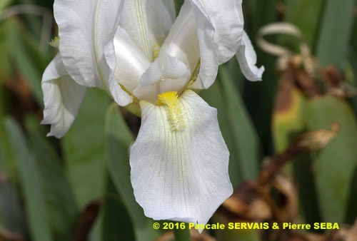 Iris albicans Lange, Iris blanchissant (Plantes utiles) - Pl@ntNet identify